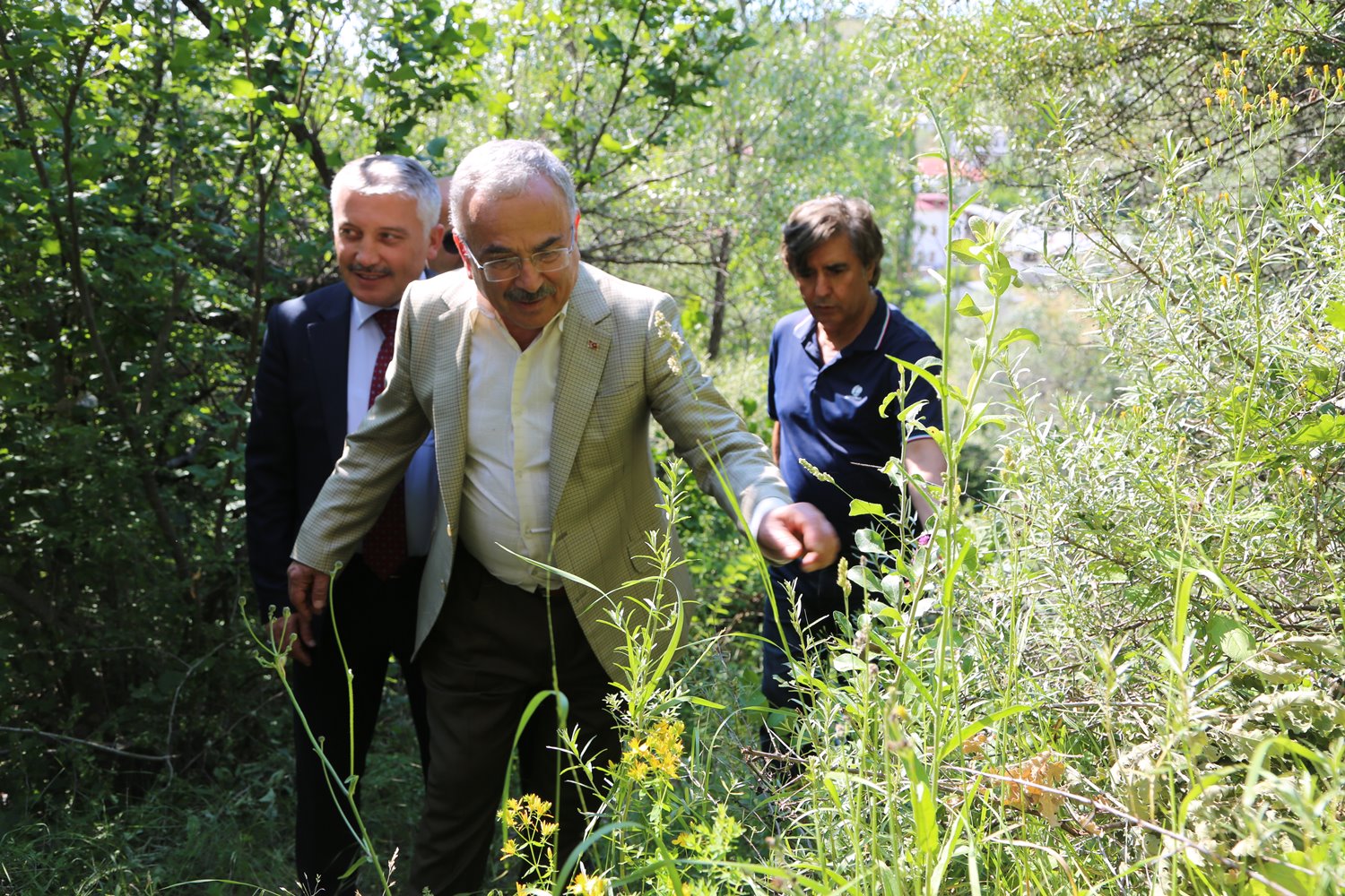 MESUDİYE'NİN BİTKİLERİ ŞİFA KAYNAĞI
